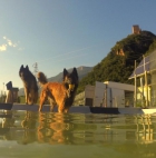 Schwimmbad Hundeschule Hot Dog und Hundepension Neuhauser in Terlan